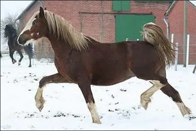 Quelle est la race de ce poney ?