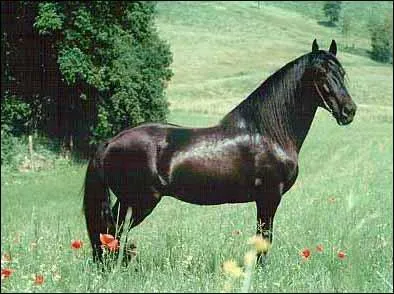 Quelle est la race de ce cheval ?