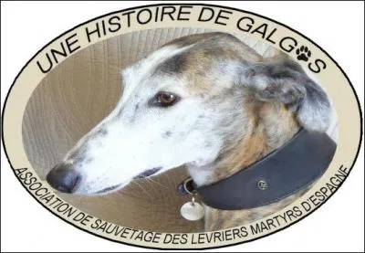 En France, il existe différentes associations qui dénoncent le sort des Galgos espagnols.
De quoi sont-ils victimes ?
