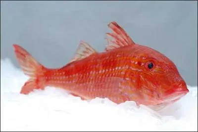Poisson de base pour la traditionnelle bouillabaisse, ce petit poisson rouge-orangé de la Méditerranée se cuisine très bien. Comment s'appellent les habitants de la commune qui porte le même nom que lui ?