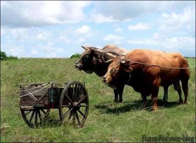"Mettre la charrue avant les bufs" : une commune picarde porte le nom de ces bovins et ses habitants sont :