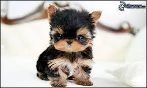 Quelle est la race de ce chien ?