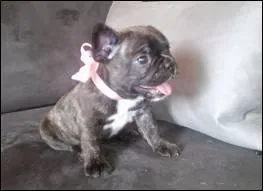 Quelle est la race de ce chien ?