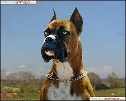 Quelle est la race de ce chien ?