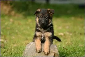 Quelle est la race de ce chien ?