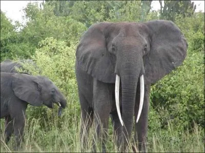 Une tête plate, de grandes oreilles, des défenses imposantes, vous faites un safari-photos ...