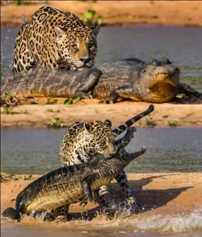 Sachant que le caïman de la photo ne vit que sur un continent, son agresseur vit forcément sur le même, alors d'après vous, où peut se dérouler une telle scène ?