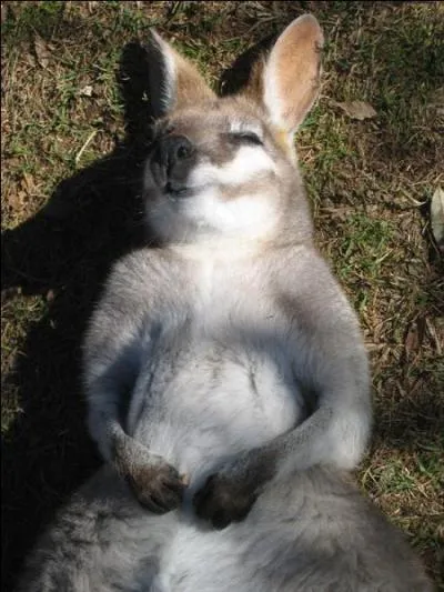 Ne faites pas comme lui, ne vous endormez pas sur la réponse, dans quel pays êtes-vous ?