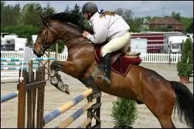 Que faut-il regarder sur le cheval avant et après le travail ?