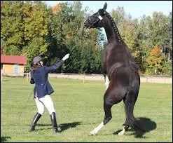 Si mon cheval est très peureux comme ci-contre, que faut-il faire ?