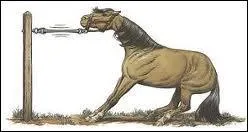 Quelle est la réaction fréquente d'un cheval attaché avec une longe trop courte ?