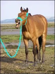 Et si elle est trop longue ?