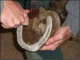 Quelle est la mauvaise façon de lever le pied d'un cheval ?