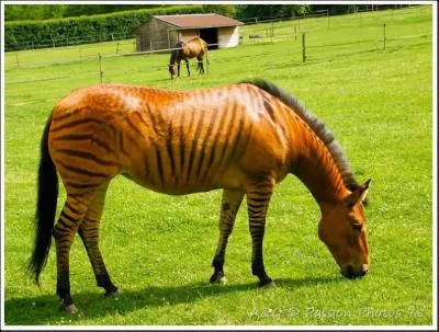 Question bonus : qu'est ce qu'un "zorse" (ou "zhorse) ?