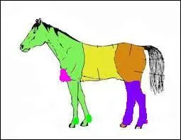 Comment appelle-t-on les deux "pattes" coloriées en violet ?