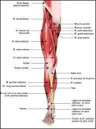 La jambe, se dit en espagnol ...