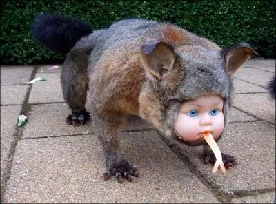 Dans la grande forêt amazonienne, on vient de découvrir une nouvelle race d'animal avec une drôle de tête !