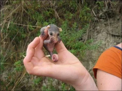 Je suis né dans une poche, mes parents sont donc des marsupiaux, connais-tu mon nom ?