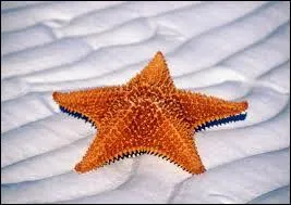 Lesquels des Pokémons d'Ondine ressemblent à une étoile de mer ? [2 réponse]