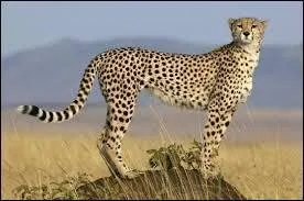 Quel est le nom de cet animal ?