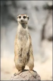 Quel est le nom de cet animal ?