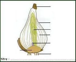 J'ai un bulbe sur mon dos qui éclora à ma prochaine évolution. Qui suis-je?