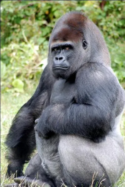 Dans quelle commune passerez-vous un agréable moment à découvrir des singes en liberté à "La vallée des singes"?