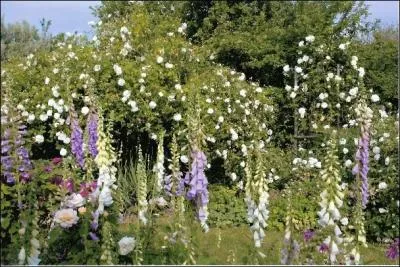 Dans quelle commune de la Vienne pourrez-vous promener dans le "Jardin des Rosiers"?