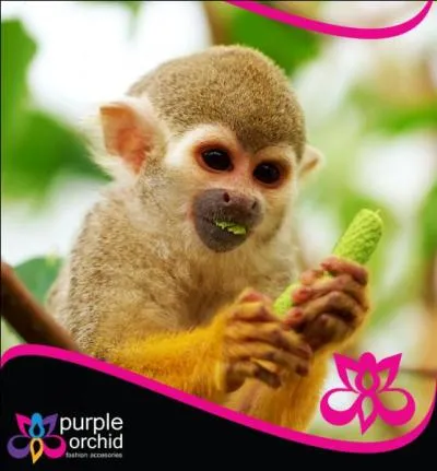 Qu'est-ce que Micotiti ?