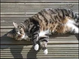 Quelle est cette race ?