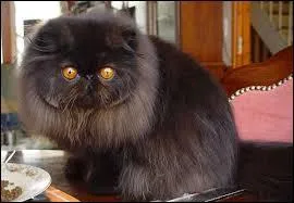 Et cette grosse boule de poils ?