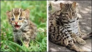 Voici la version bébé, puis adulte, mais de quelle race ?