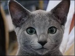 À quelle race appartient ce petit chou ?