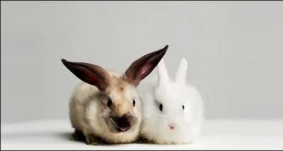 Et ce petit duo de lapin ?