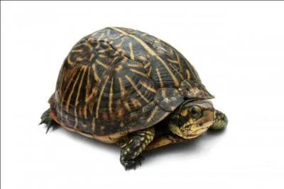 À qui ressemble cette tortue ? (Plusieurs réponses)