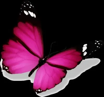 Et ce magnifique papillon ? (1 seule réponse)