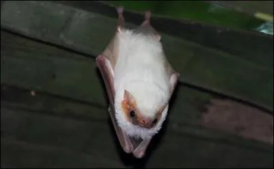 À qui ressemble cette chauve-souris ?