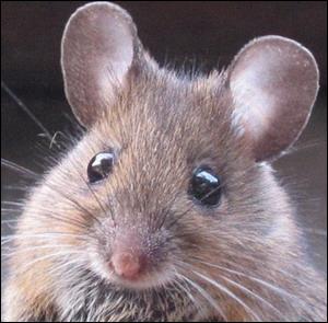 À qui vous fait penser cette mignonne petite souris ? (Plusieurs réponses)