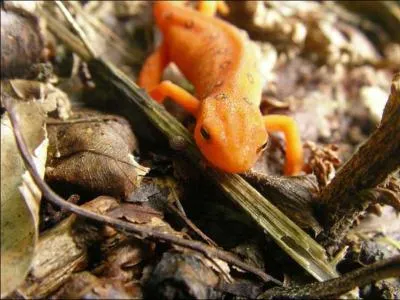 A quel Pokémon vous fait penser cet animal ?