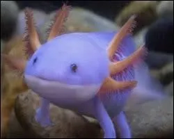 À qui ressemble cet animal, vivant dans les lacs Xochimilco et Chalco ?