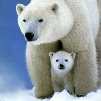 À qui ressemble cette mignonne famille d'ours polaire ?