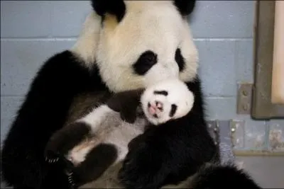 Et cette famille de panda ?