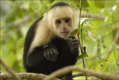 Quels sont les Pokémon qui ressemblent à ce singe ? (Plusieurs réponses)