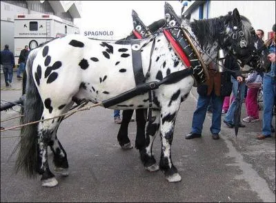 Quelle est cette robe ?