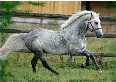 Quelle est cette robe ?