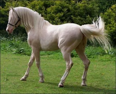 Quelle est cette robe ?