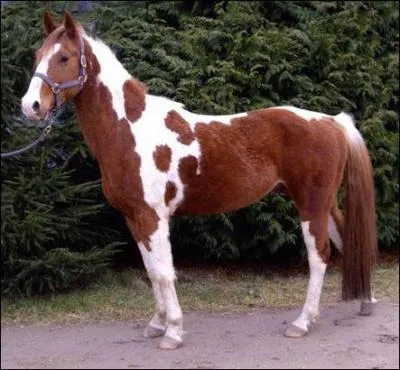 Quelle est cette robe