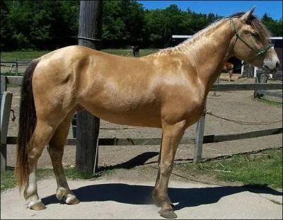 Quelle est cette robe ?