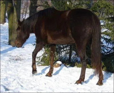 Quelle est cette robe ?