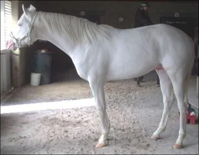 Quelle est cette robe ?